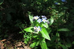 Image of broadleaf forget-me-not