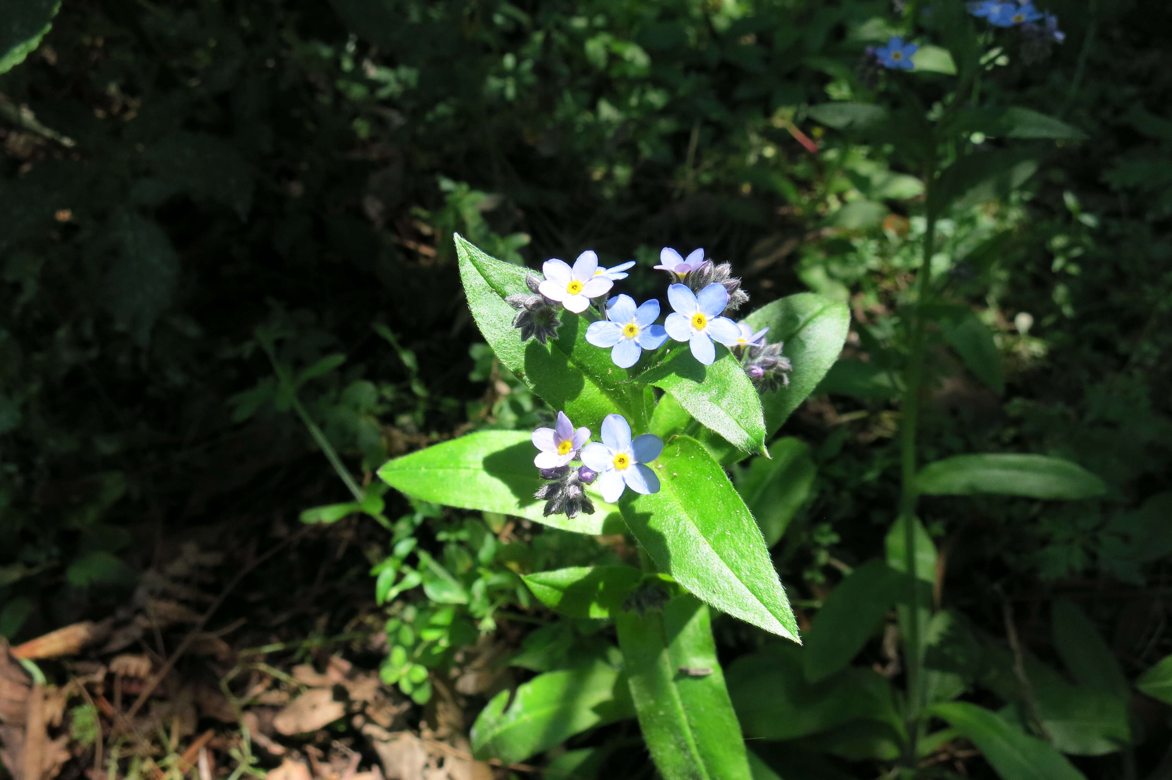 Image of broadleaf forget-me-not