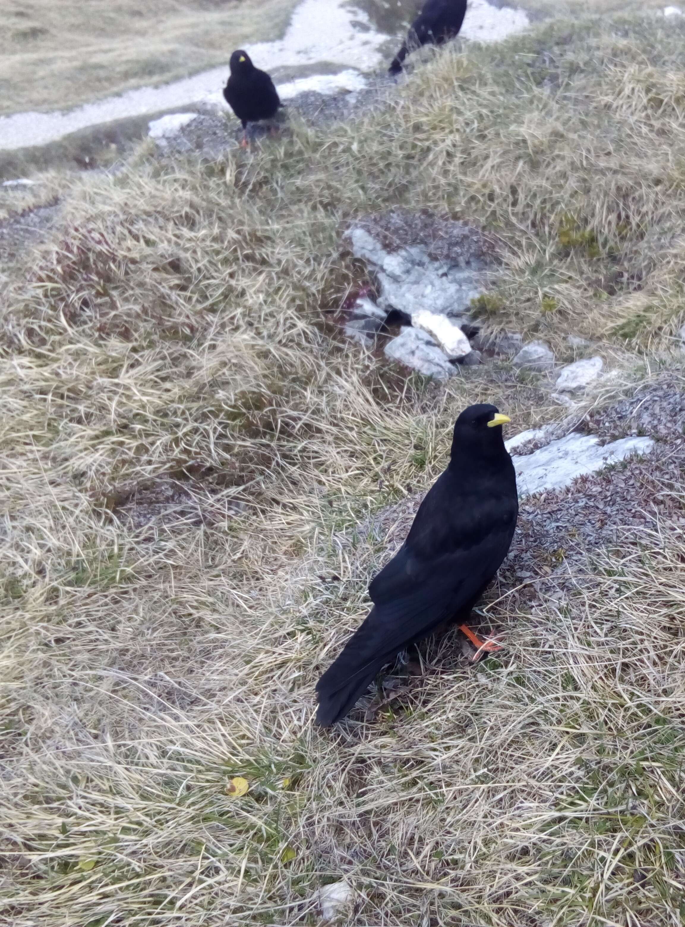 Image of Alpine Chough