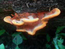 Image of Orange polypore