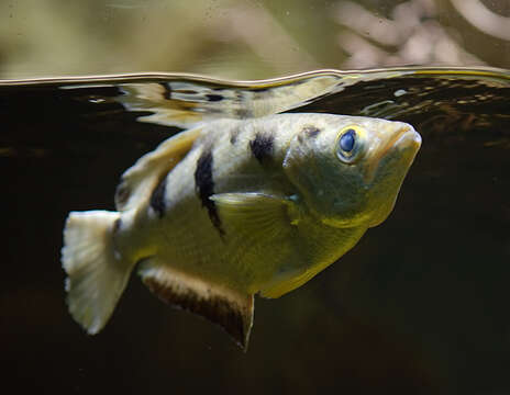 Image of Banded Archerfish