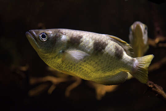 Image of Banded Archerfish