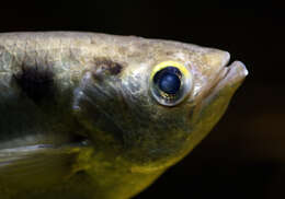 Image of Banded Archerfish