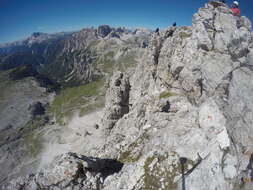 Image of Alpine Chough