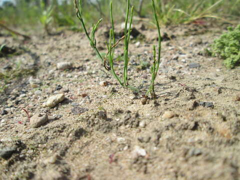 Image of field horsetail