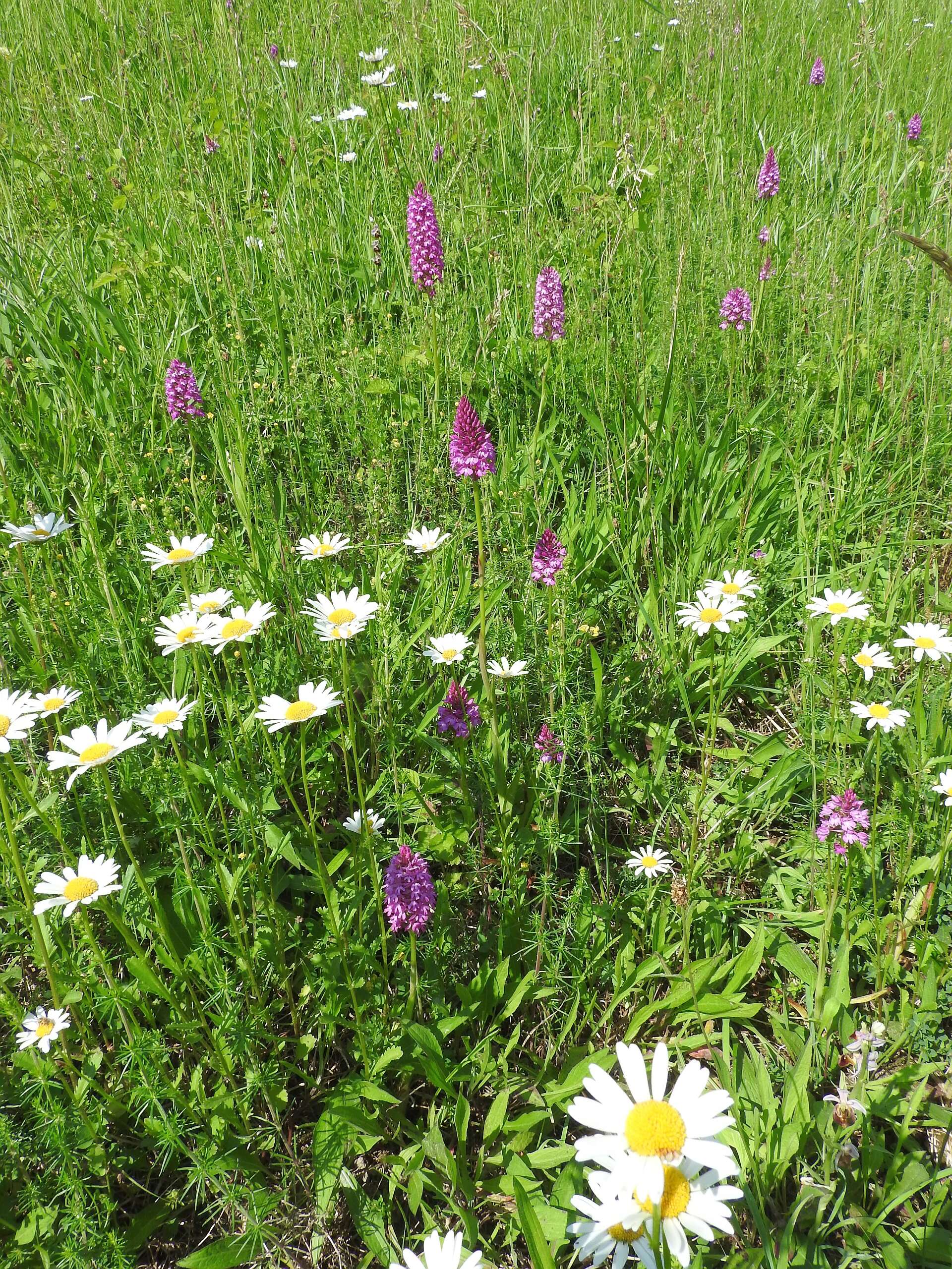 Image of Pyramidal orchid