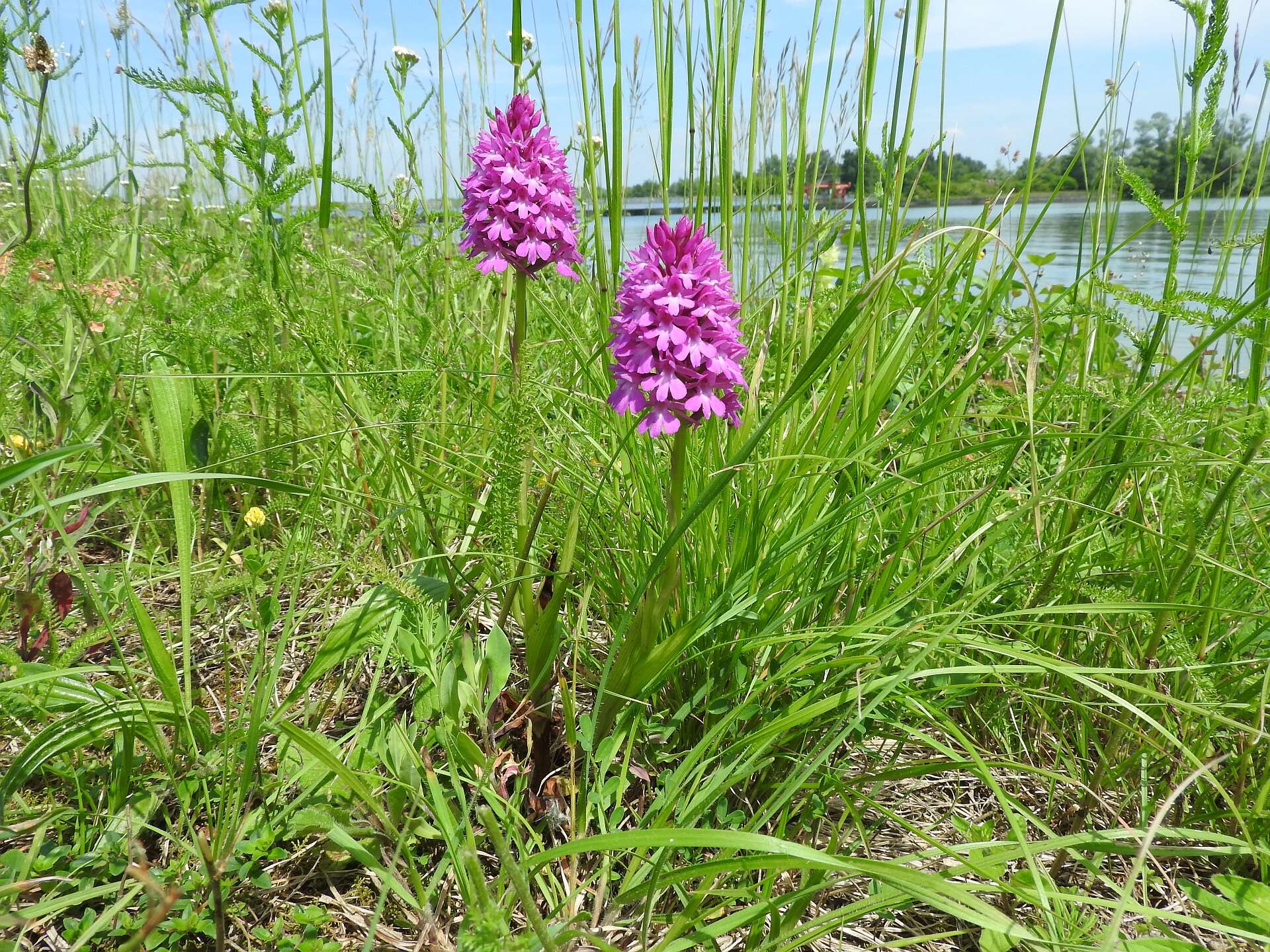 صورة Anacamptis pyramidalis (L.) Rich.