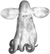Image of Grimpoteuthis megaptera (Verrill 1885)