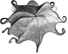 Image of Grimpoteuthis megaptera (Verrill 1885)