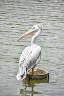 Image of Pink-backed Pelican