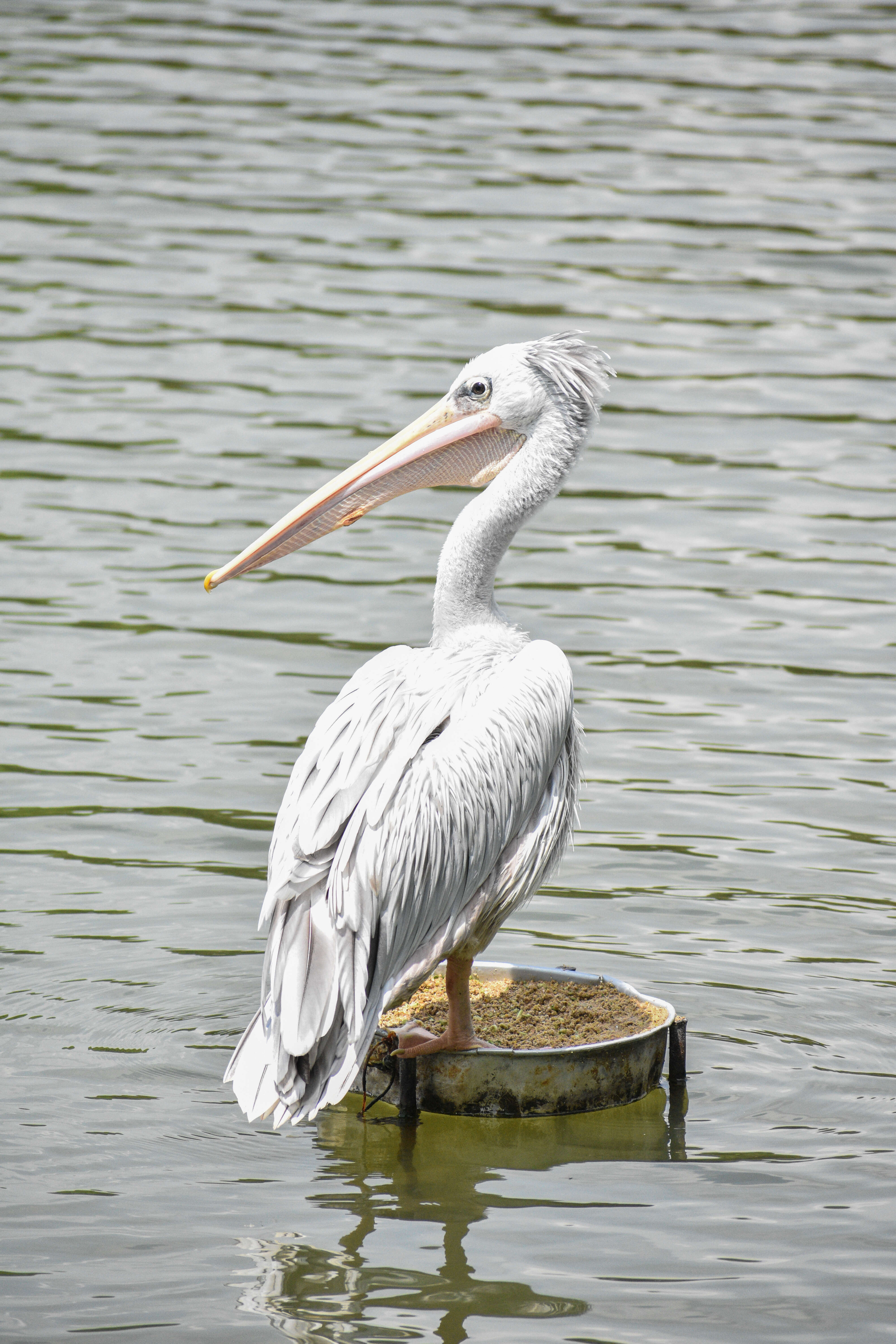 Image of Pink-backed Pelican