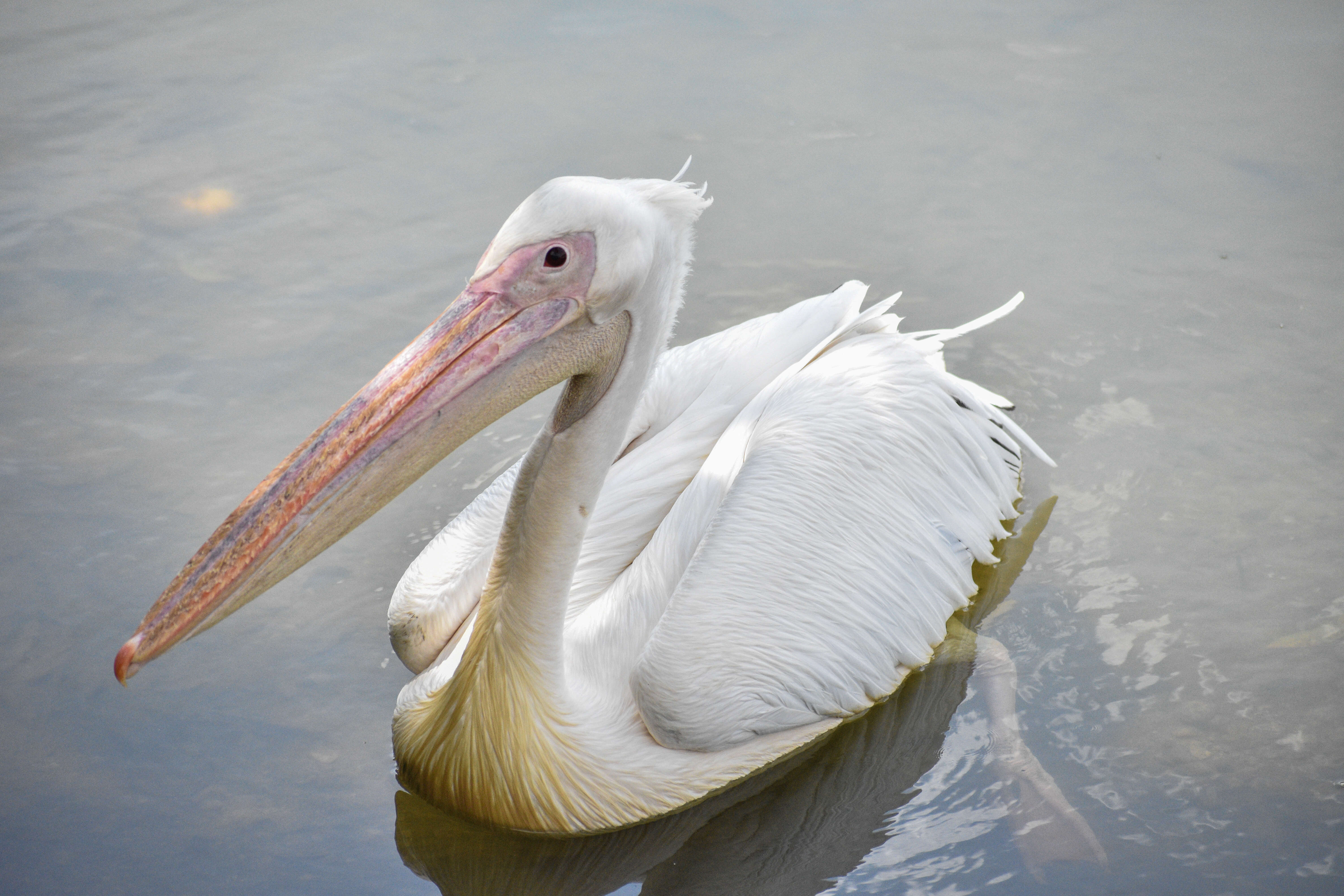 Image of Great White Pelican