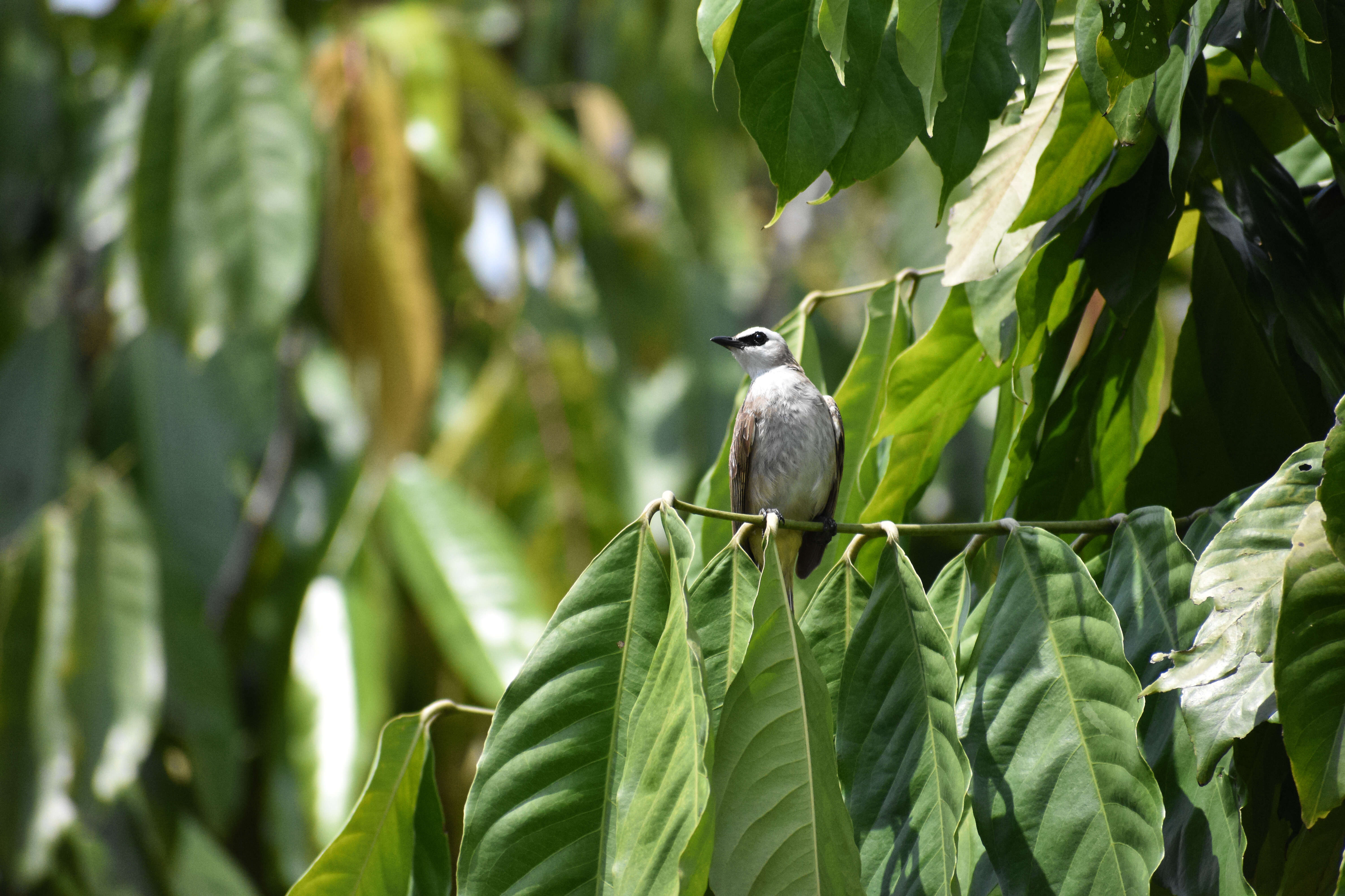 Image of Yellow-vented Bulbul