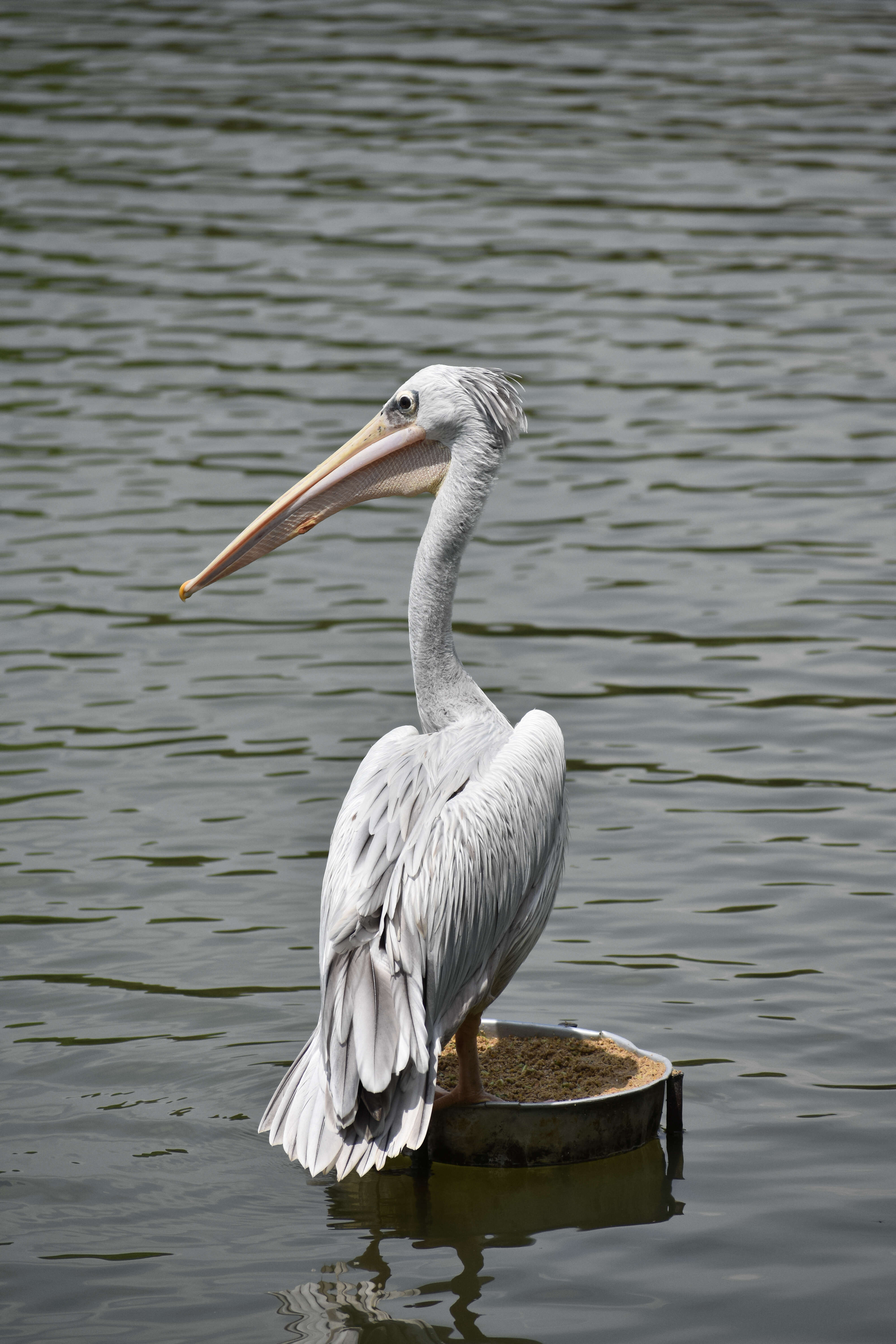 Image of Pink-backed Pelican