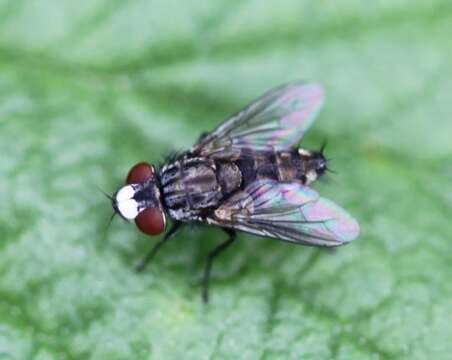 Image of Metopia argyrocephala (Meigen 1824)