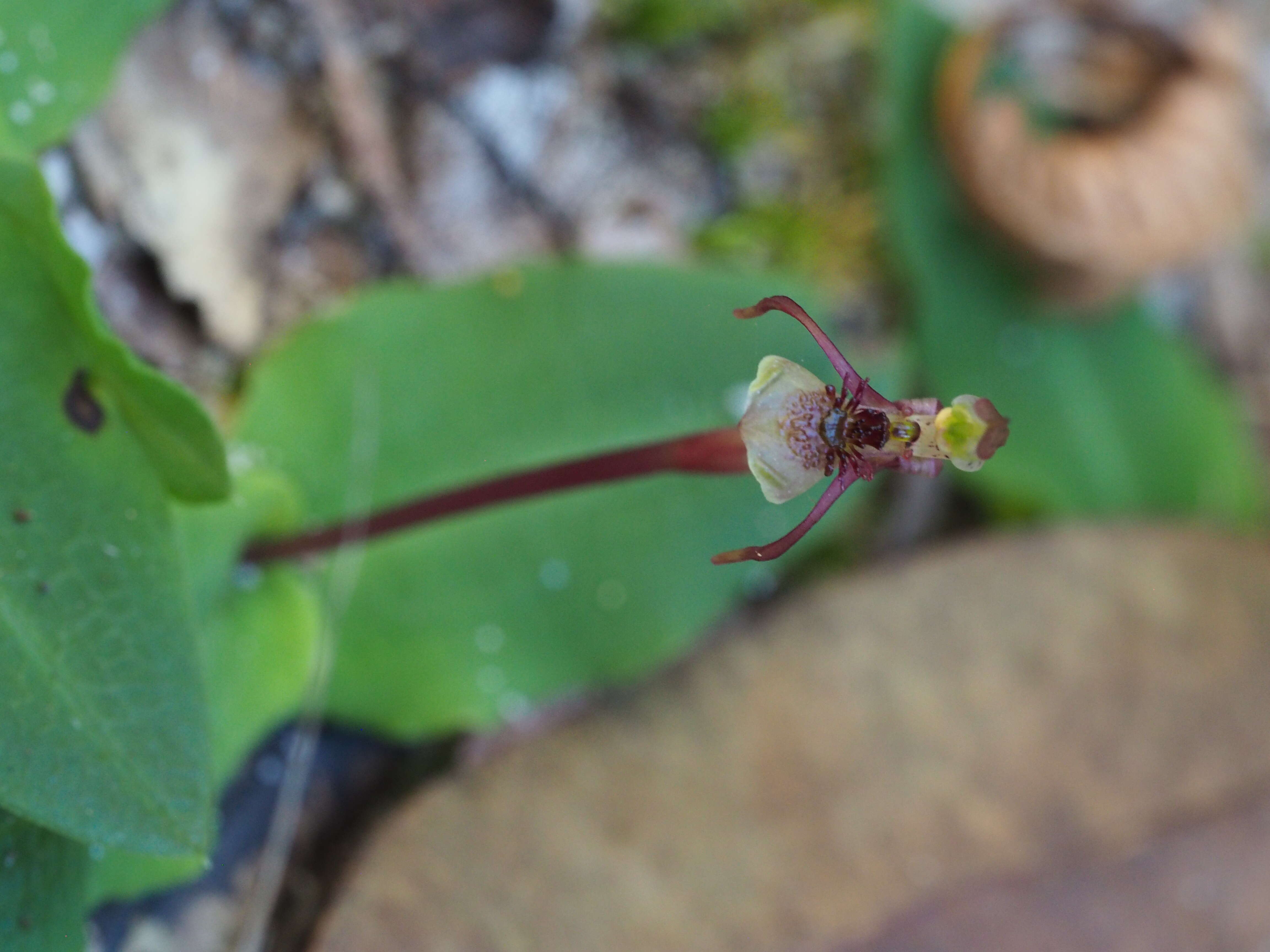 Image of Small wasp orchid