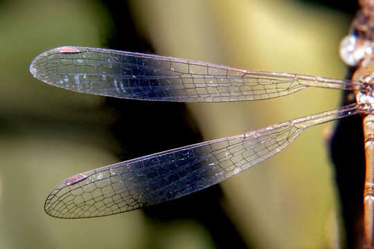 Image of Platylestes platystylus (Rambur 1842)