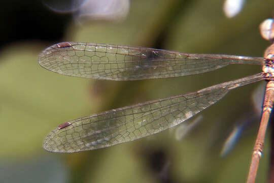 Image of Platylestes platystylus (Rambur 1842)