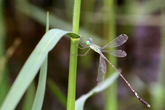 Image of Platylestes platystylus (Rambur 1842)