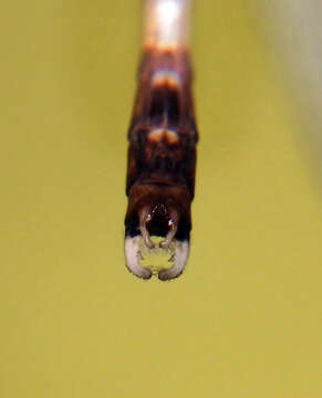 Image of Platylestes platystylus (Rambur 1842)