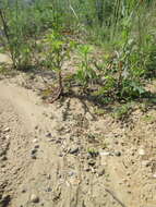 Image of prickly lettuce