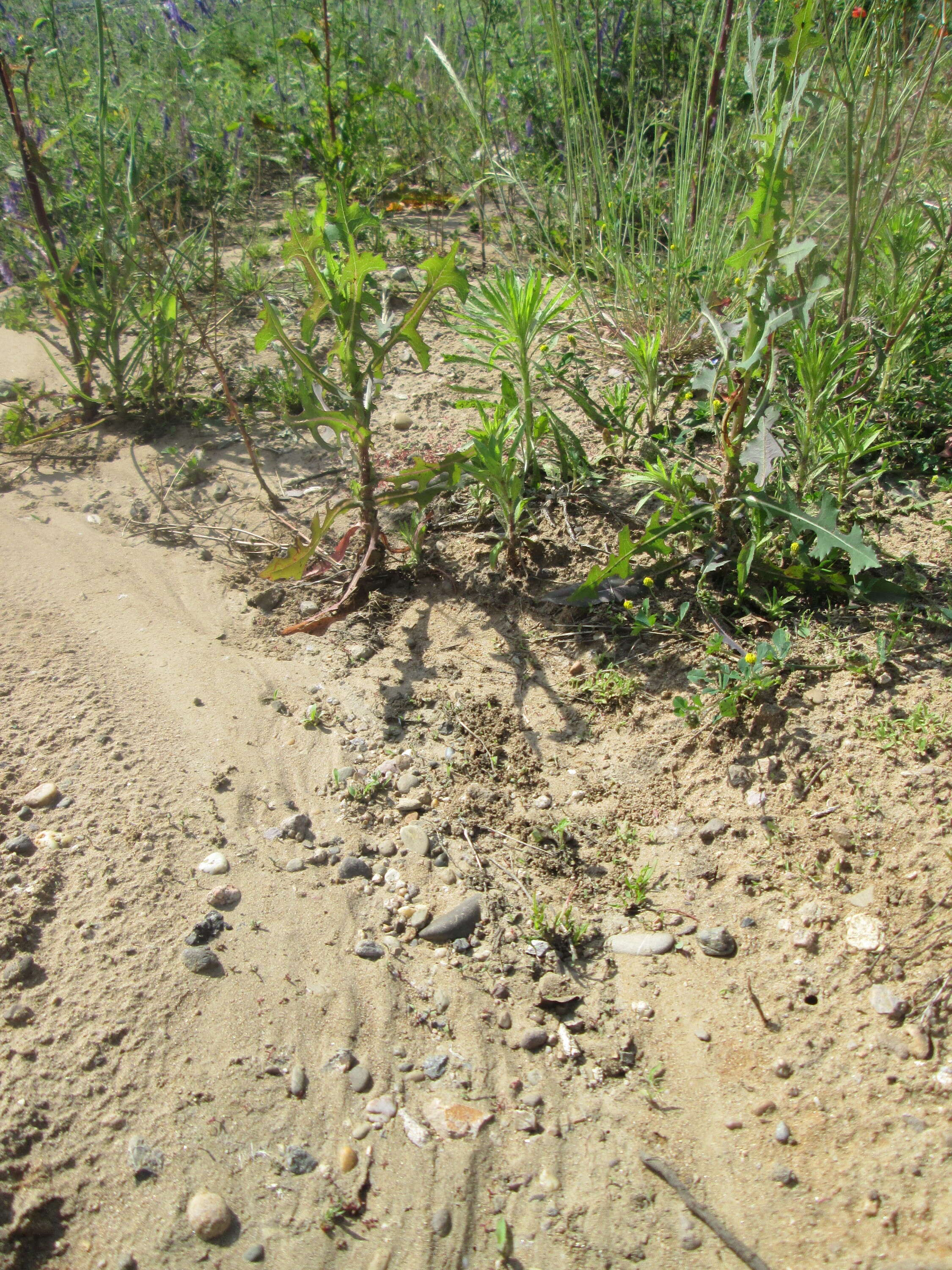 Image of prickly lettuce