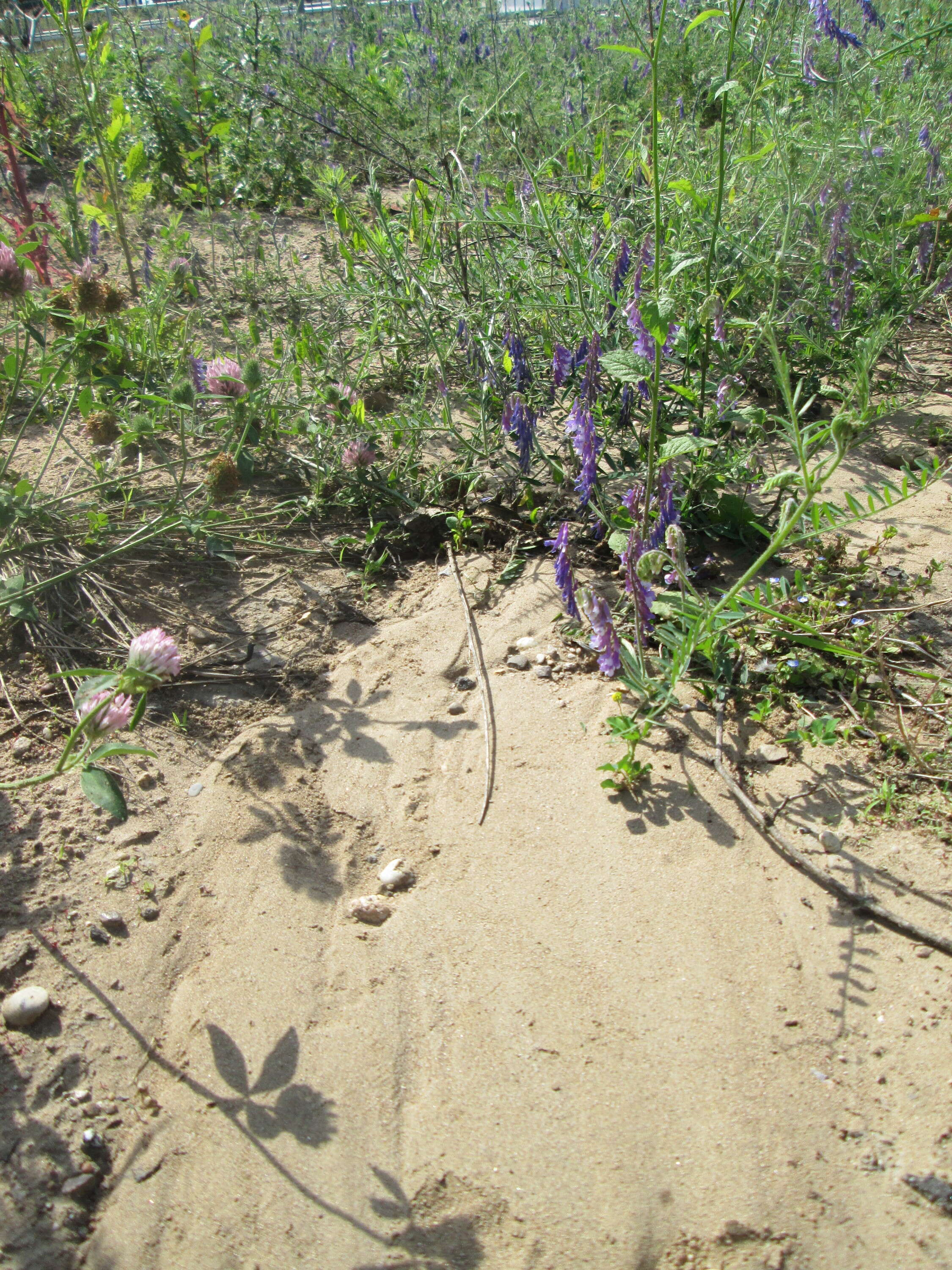 Image of fodder vetch