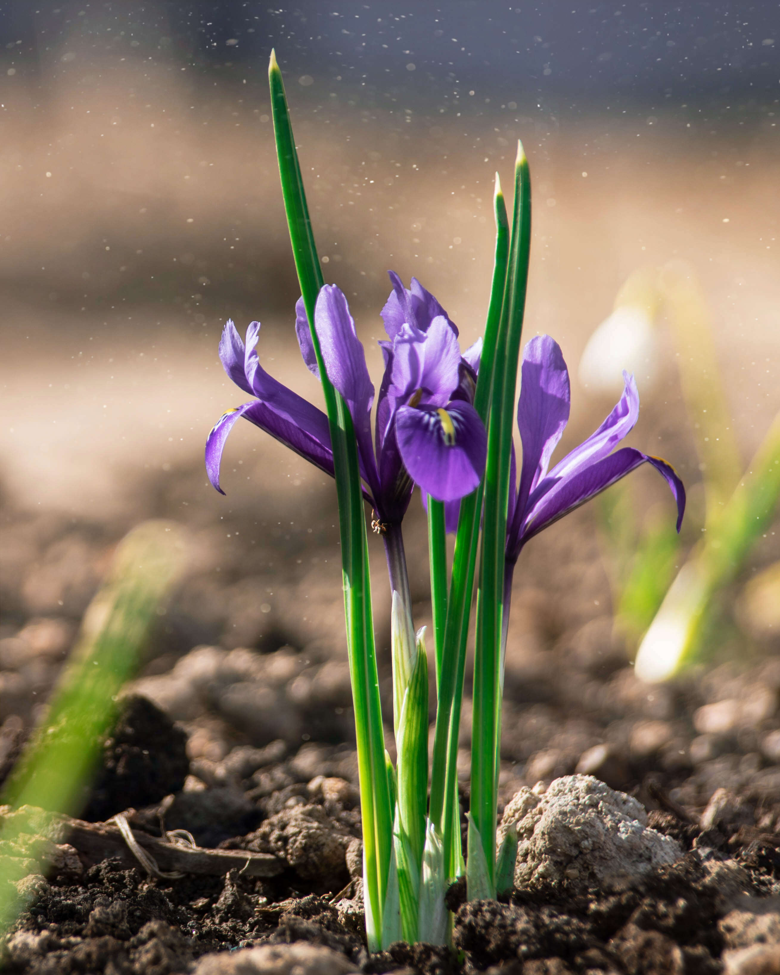 Image of Iris reticulata M. Bieb.