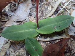 Image of Small wasp orchid