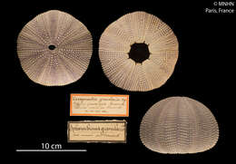 Image of Sphaerechinus Desor 1856