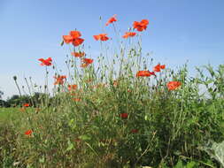 Image of corn poppy