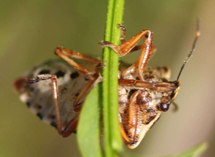 Image of <i>Pinthaeus sanguinipes</i>