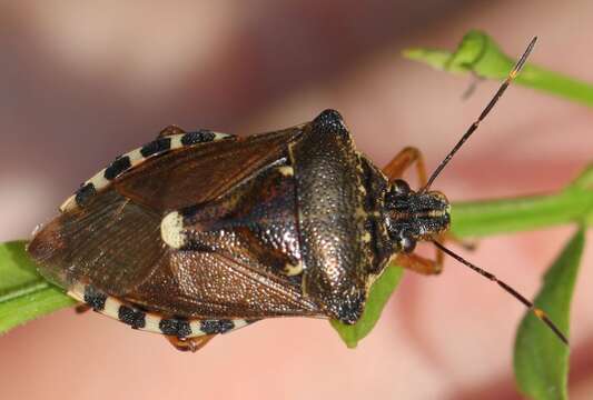 صورة <i>Pinthaeus sanguinipes</i>