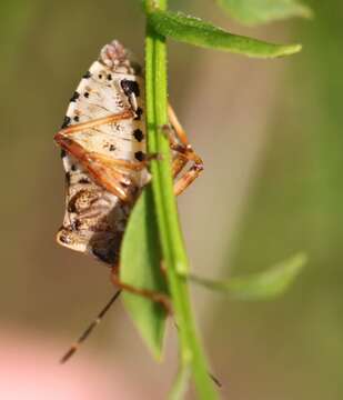 صورة <i>Pinthaeus sanguinipes</i>