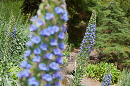 Imagem de Echium candicans L. fil.