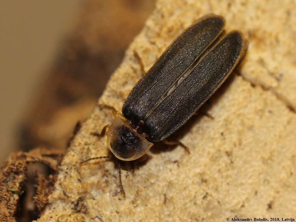 Image of common glow-worm