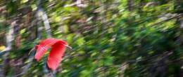 Image of Scarlet Ibis