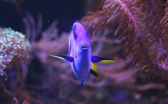 Image of Paracanthurus