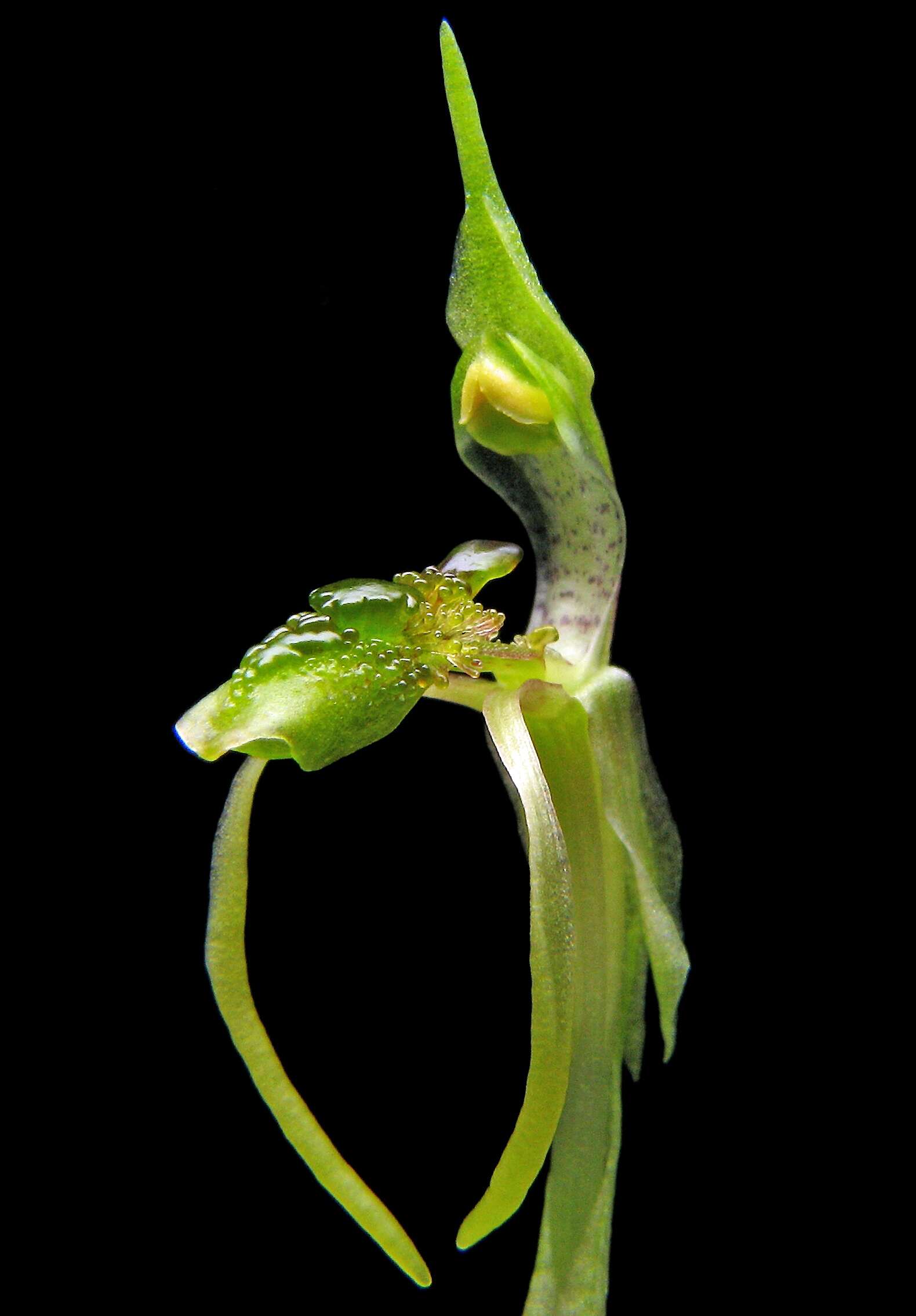 Image of Common wasp orchid