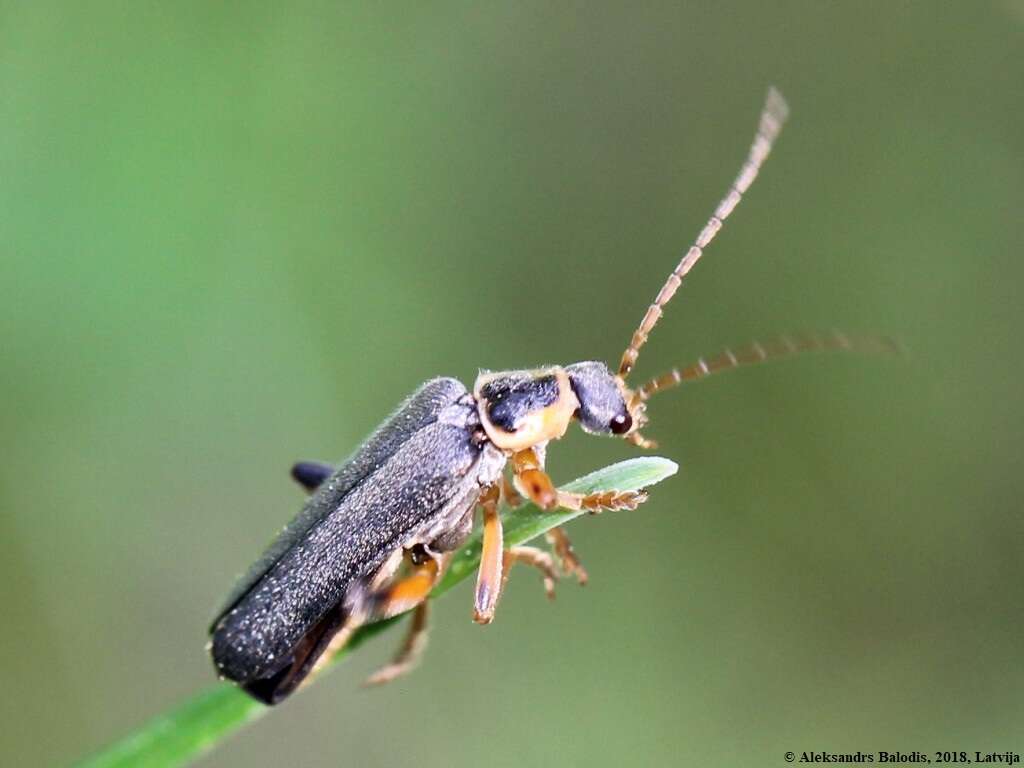 Imagem de Cantharis nigricans