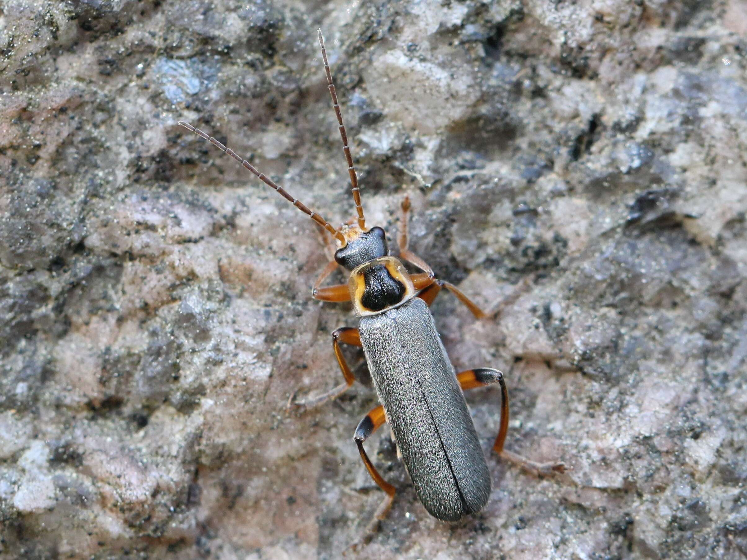 Imagem de Cantharis nigricans