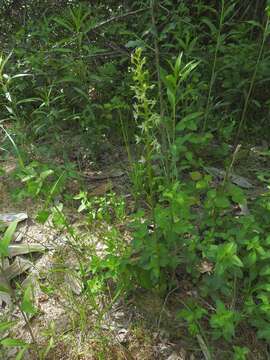 Image of lesser butterfly-orchid