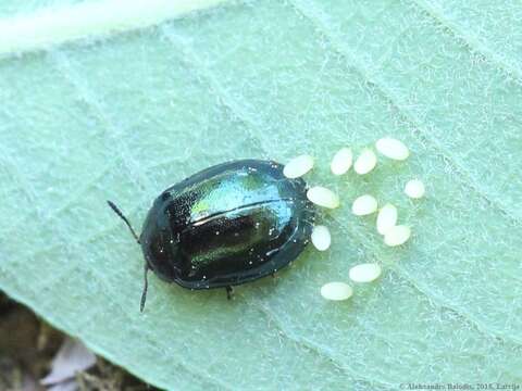 Image of willow leaf beetle