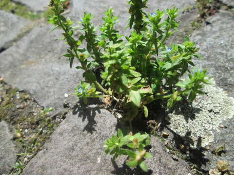 Image of common speedwell