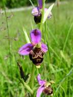 Image of Bee orchid