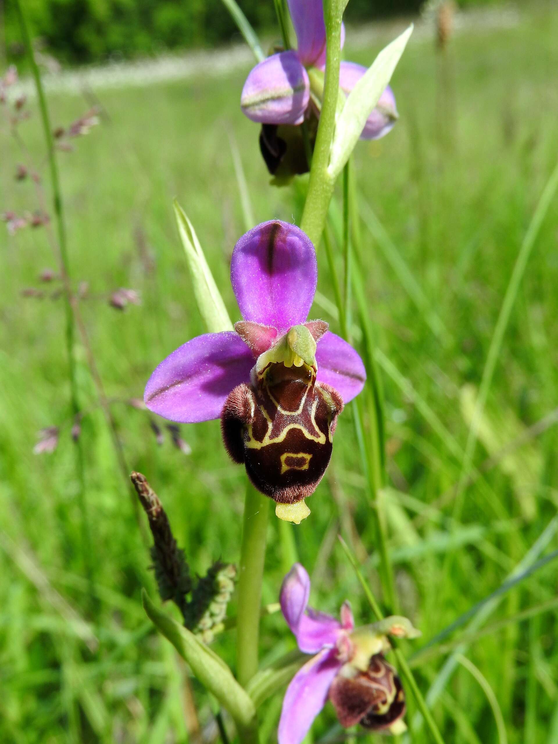 Image of Bee orchid