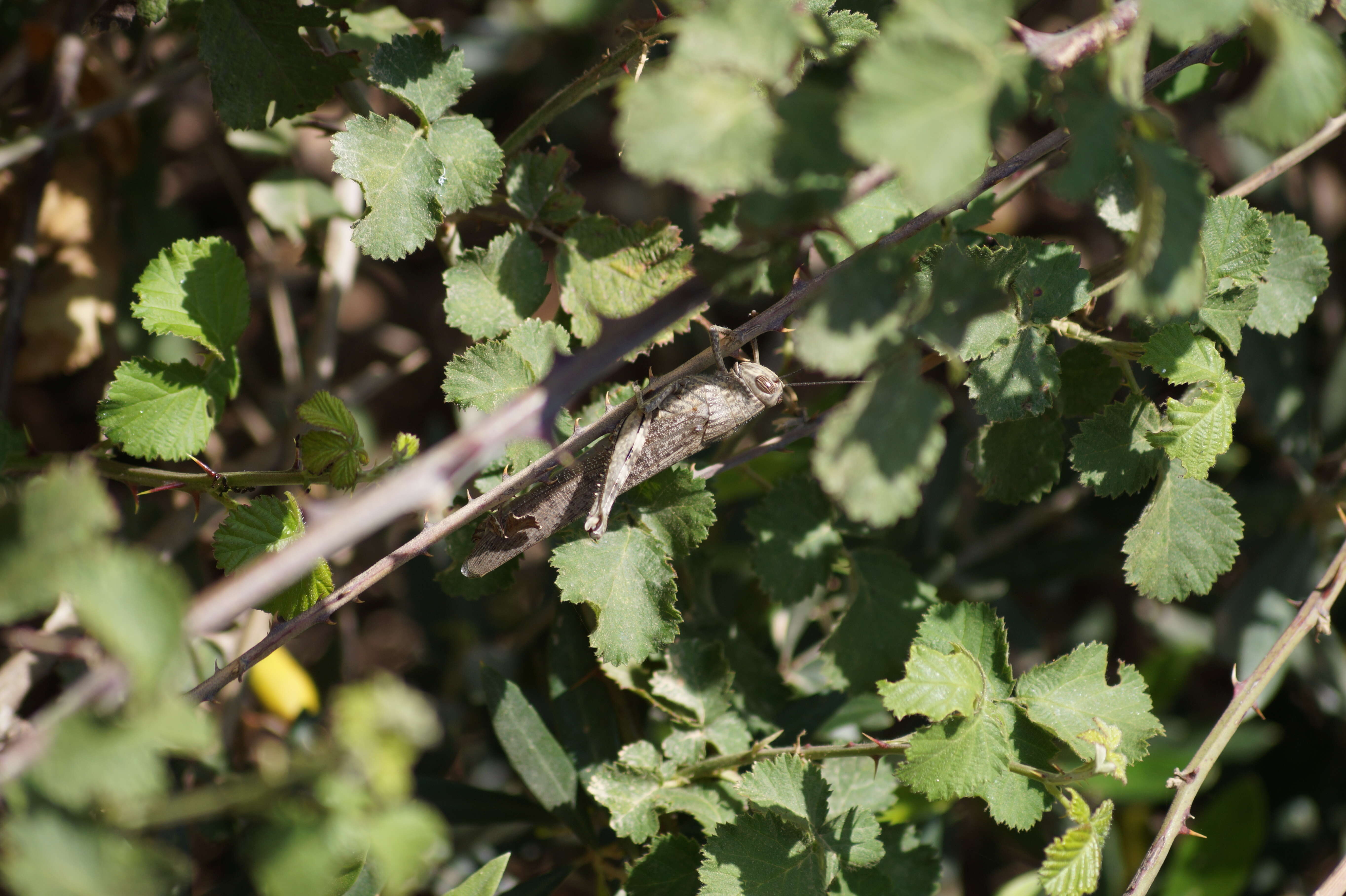 Image of egyptian grasshopper, tree locust