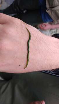 Image of green paddle worm