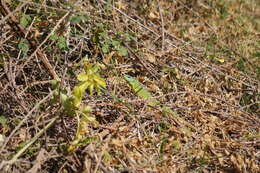 Image of Balkan Green Lizard