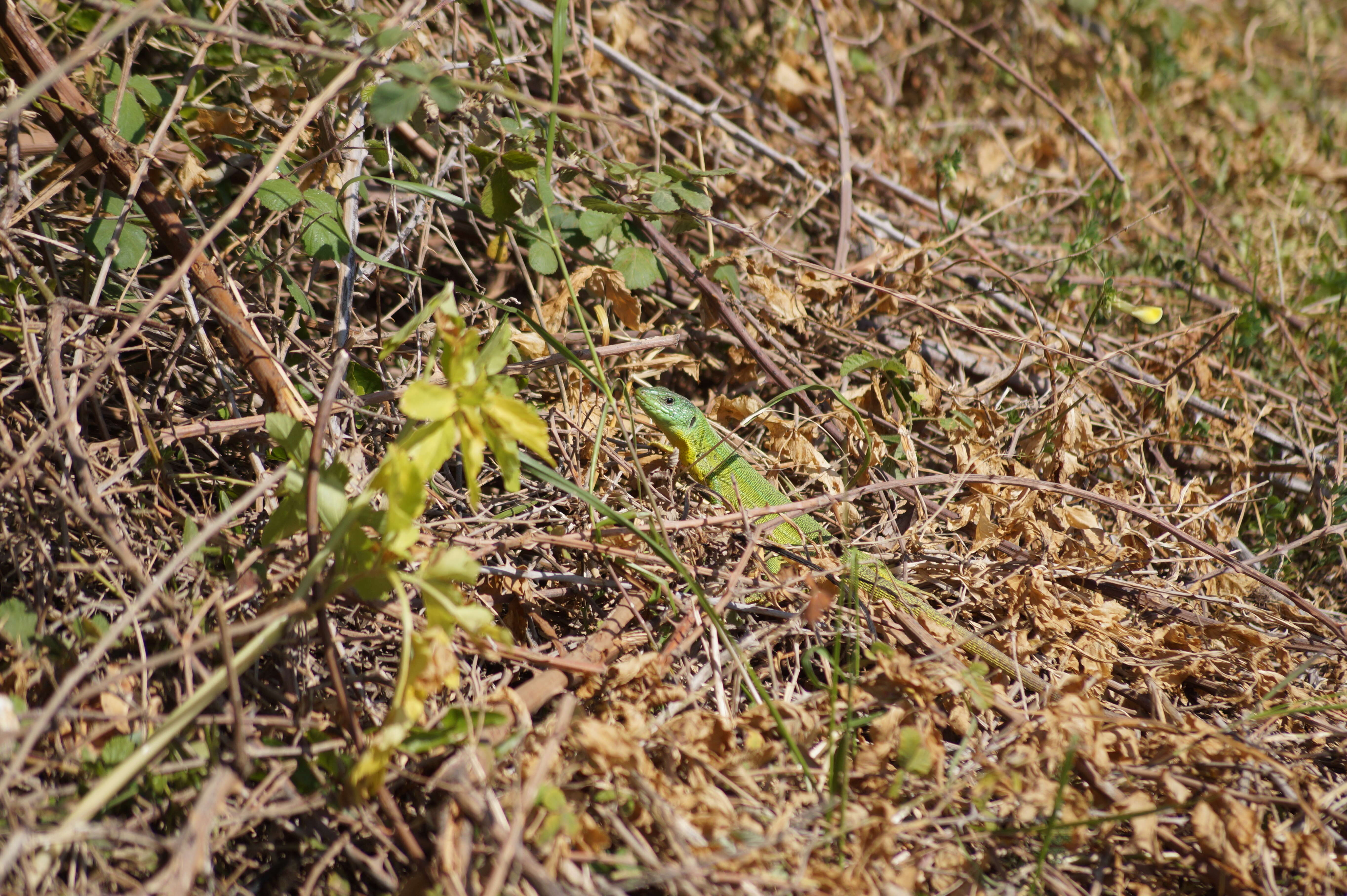 Image of Balkan Green Lizard